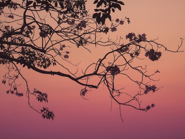 Silhouette pink trumpet tree branches on pink violet twilight sky background