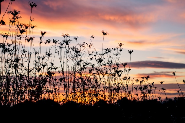 Silhouette of plants at dusk