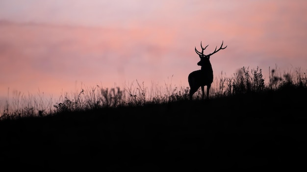 Silhouette of red deer looking to the horizont with pink sky