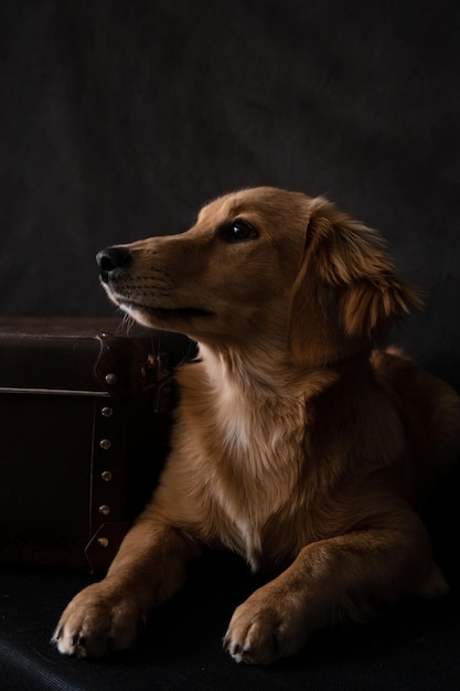 Silhouette of a red dog on a black background