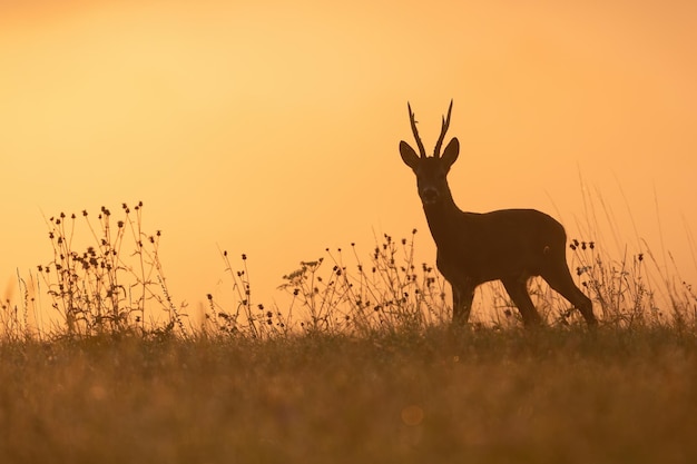 Silhouette of roe deer buck standing on a horizon backlit at sunset in summer