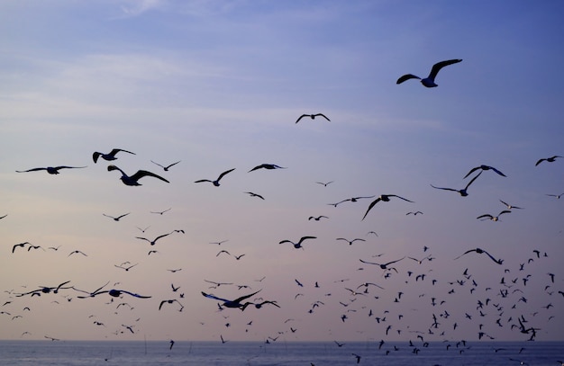 Silhouette of Seagulls Flying against Pastel Blue Morning Sky over the Sea