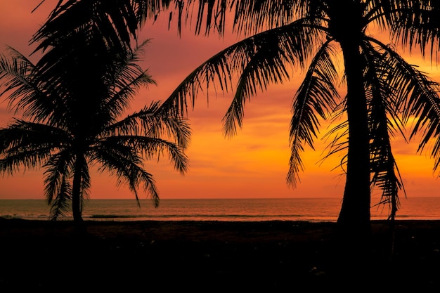 Silhouette shot of coconut trees in tropical beach sunset