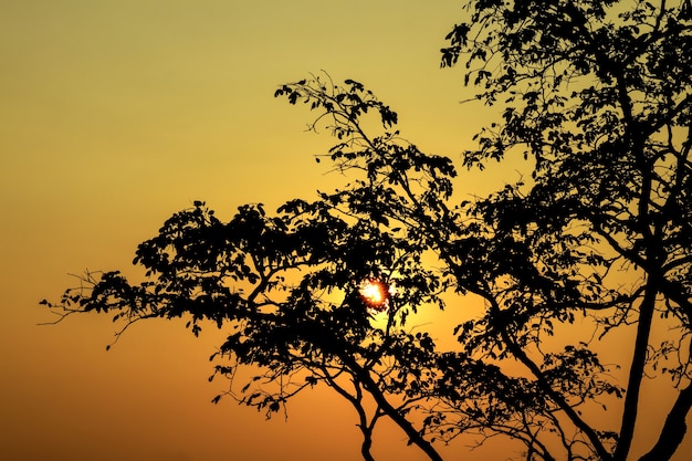 Silhouette of a single tree against the setting sun with Golden sea