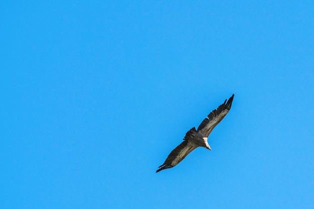 Silhouette Steppe eagle flying in blue sky