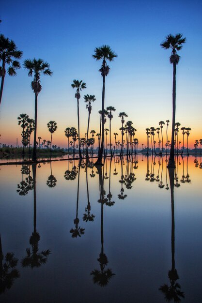 Silhouette Sugar Palm Tree on the rice field before Sunrise.