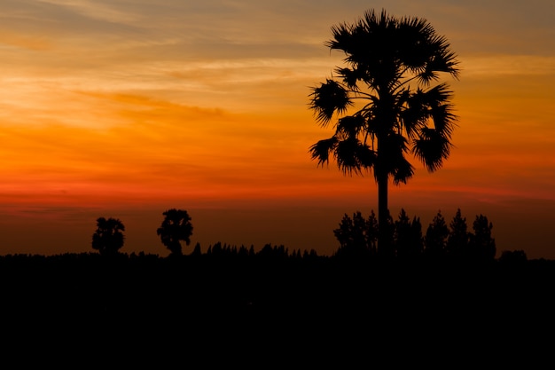 Silhouette sugar palm tree on sunrise