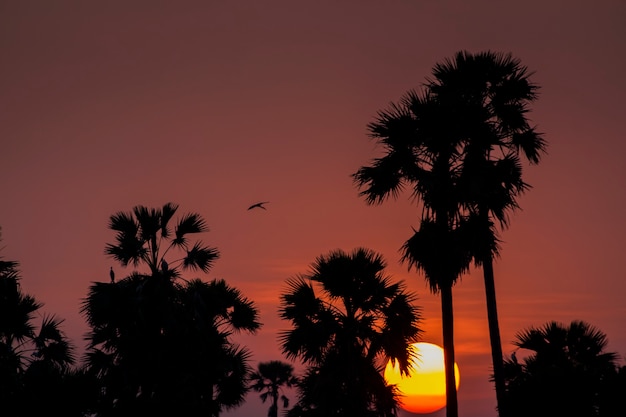 Silhouette Sugar  palm trees on paddy field in Thailand at sunset