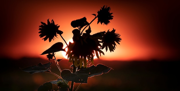 Silhouette of a sunflower on a sunset background. Wonderful summer landscape. Selective focus. Natural background or banner with place for text.