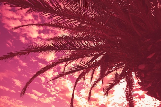 Silhouette of tall palm trees Tropical evening landscape Magenta color Beautiful tropic nature