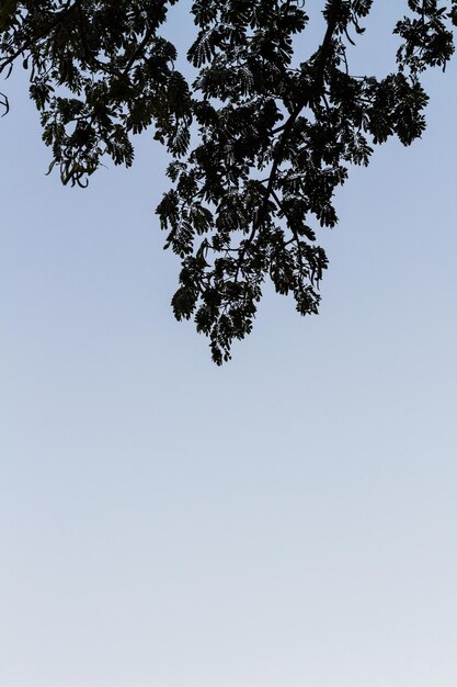 Photo silhouette of a tree against a bright blue sky background