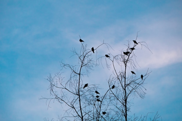 Silhouette tree branches and bird on evening blue sky