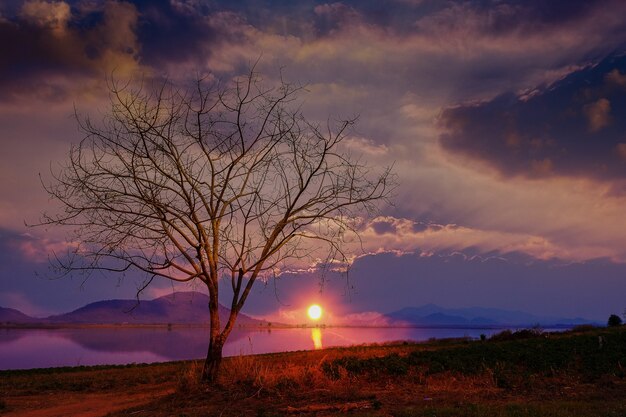 The silhouette of the tree at the sunset is a beautiful background.