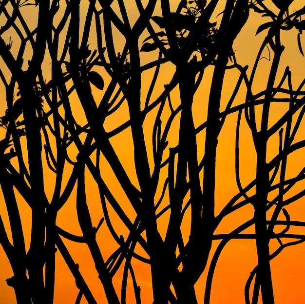 Silhouette of tree during sunset