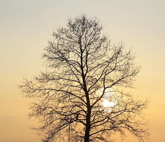 Silhouette of tree on sunset