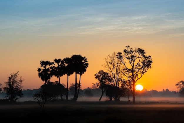 Silhouette tree in thailand with Sunrise.Tree silhouetted against a setting sun.Dark tree on open field dramatic sunrise.Typical thailand sunset with trees in Khao Yai National Park, Thailand