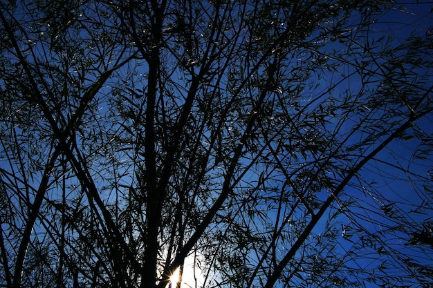 Silhouette tree with blue sky