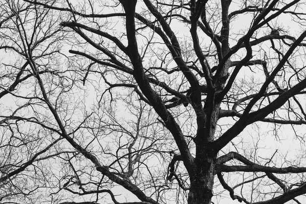 The silhouette of a tree without leaves on the background of a light sky with clouds