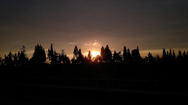 Silhouette trees against sky during sunset