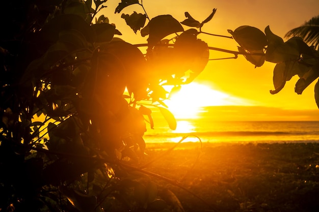 Silhouette of trees in the beach with yellow sky background