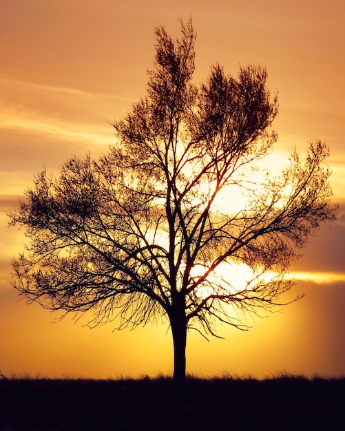 Silhouette trees on field