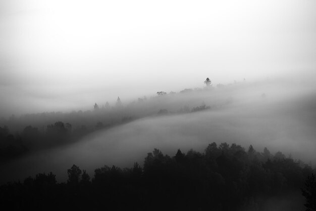 Photo silhouette trees on landscape against sky during foggy weather