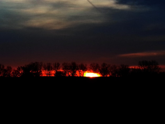 Silhouette of trees at sunset