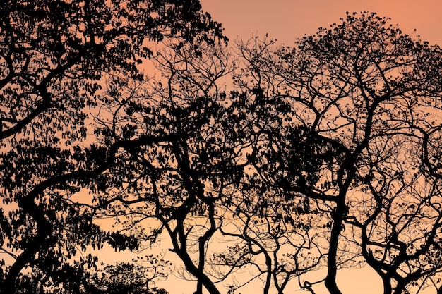 Silhouette trees with beautiful sky background forest