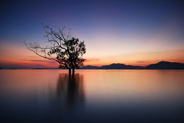 Silhouette of trees