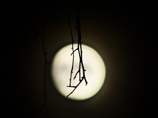 Silhouette twigs against glowing full moon in sky