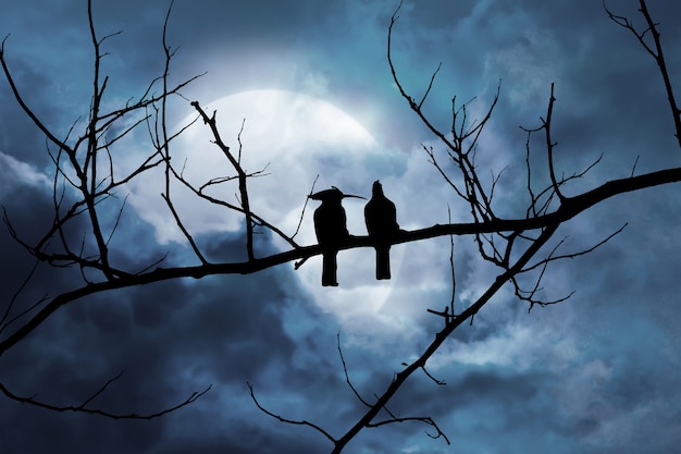 Silhouette of two birds on a branch in a night scene with a moonlit background in a cloud