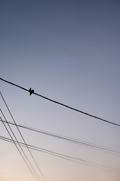 The silhouette of two birds sitting close together in the shape of a heart on an electric wire