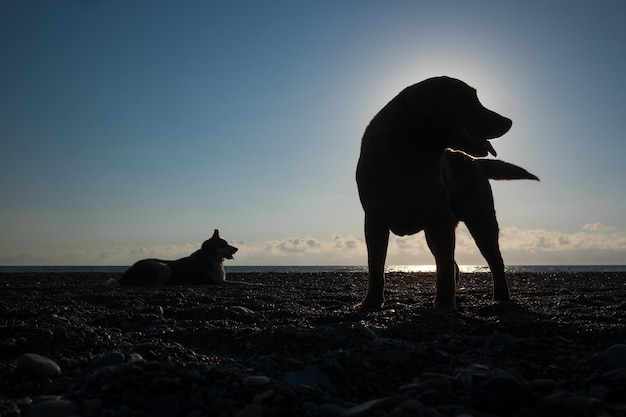 Silhouette of two dogs resting on beach on sunset