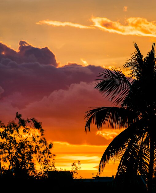 Silhouette of an urban city tree and beautiful cloud formation at sunset