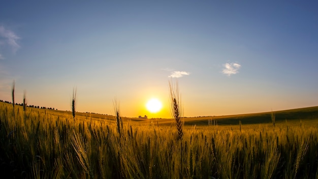 Silhouette of wheat ears after sunset closeup