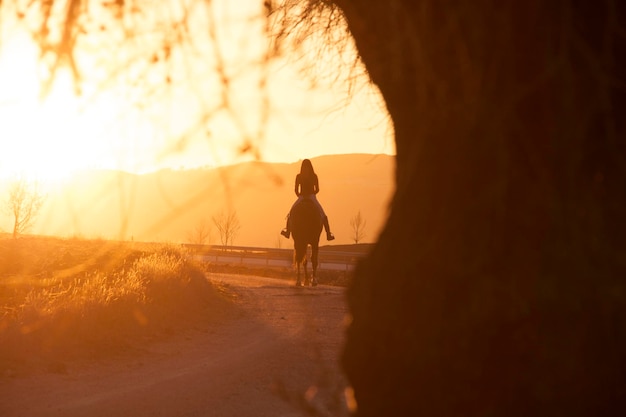 Silhouette of young adult woman riding horse outdoors at sunset