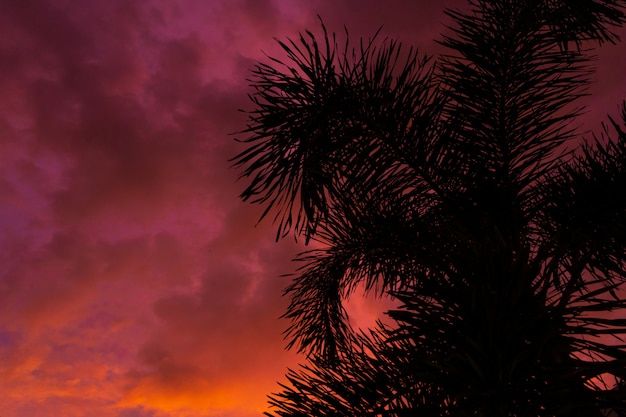 Silhouetted by a palm tree on the background of an unusual fiery red tropical sunset.