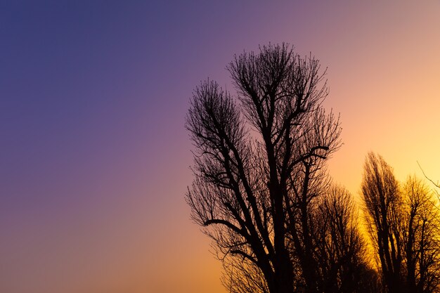 Photo silhouettes of bare branches of large trees against early morning blue pink orange and yellow colored sky