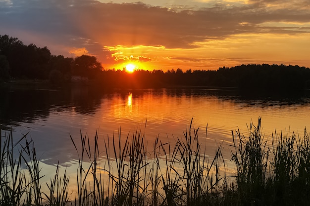 Silhouettes of cattails growing on the lake at sunset