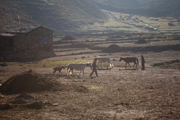 Silhouettes of horses and peasants in front of a himalayan mountain village, in a cold sunny morning