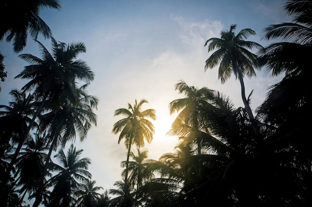 Silhouettes of palm trees against the sky during a tropical sunset