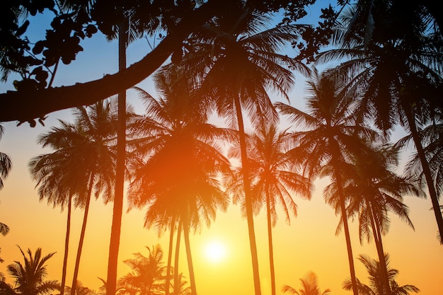 Silhouettes of palm trees against the sky during a tropical sunset