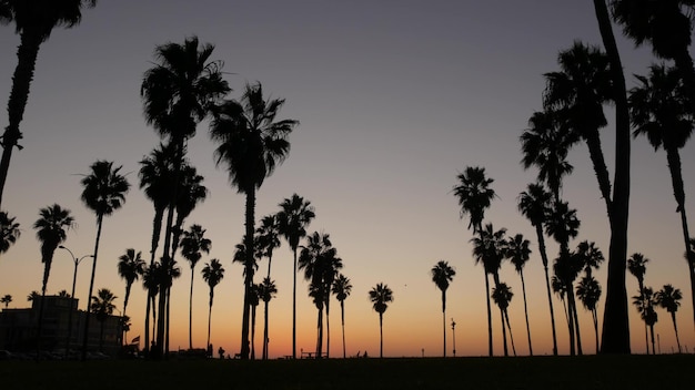 Silhouettes palm trees and people walk on beach at sunset california coast usa