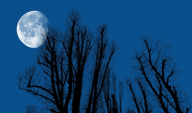 Silhouettes of trees against the background of the evening sky with the moon.