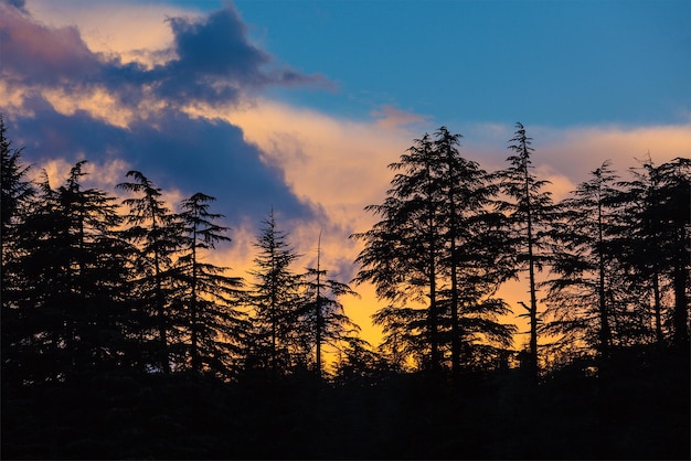 Silhouettes of trees on sunset