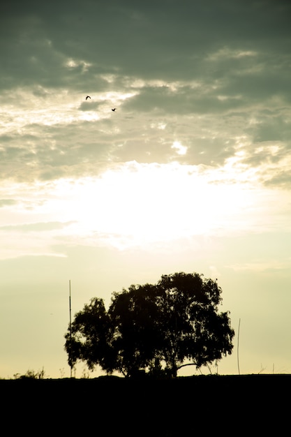 Silhouettes of the trees.&#xA;