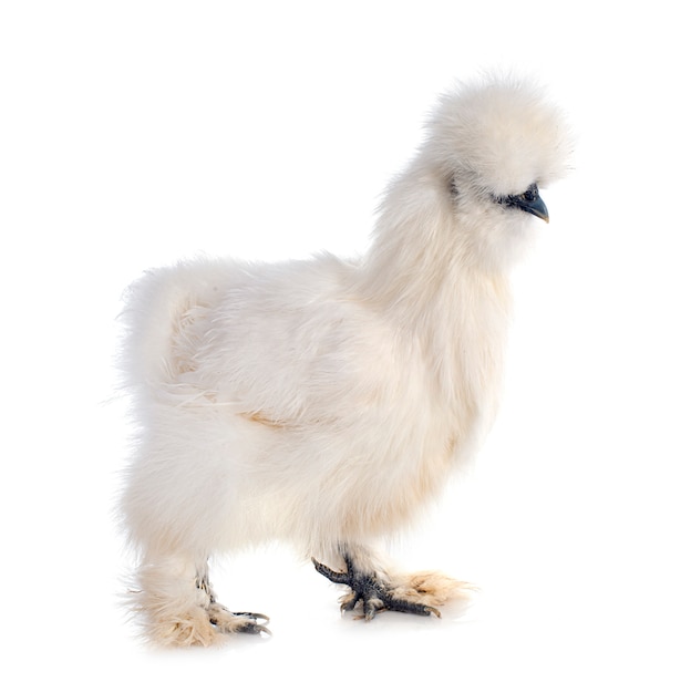 Silkie bantam in studio