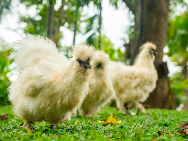 Silkie chicken animal find food in the garden.