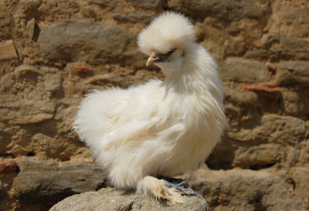 Silkie chicken bird