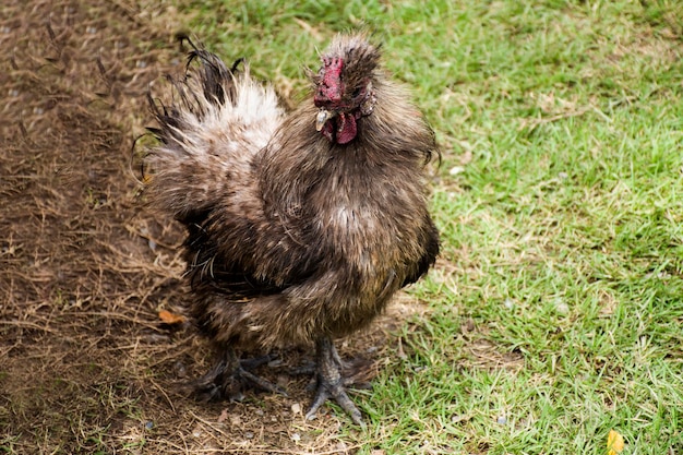 Silkie Chicken walking finding food on grass floor in grassland at outdoor garden at meadow rural countryside in Nonthaburi Thailand